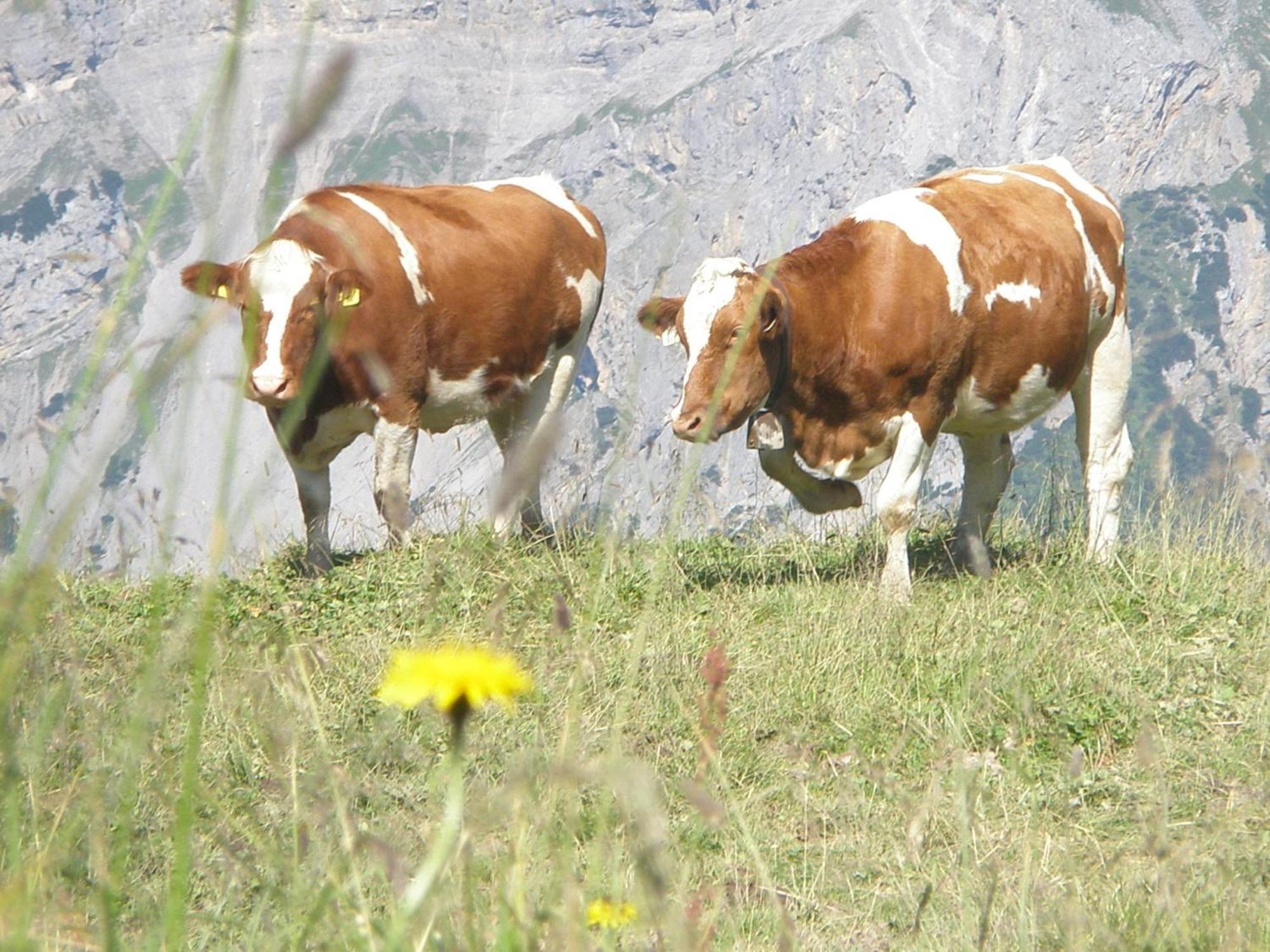 Hotel Gasthof Jaeger Zillertal Шлитерс Екстериор снимка